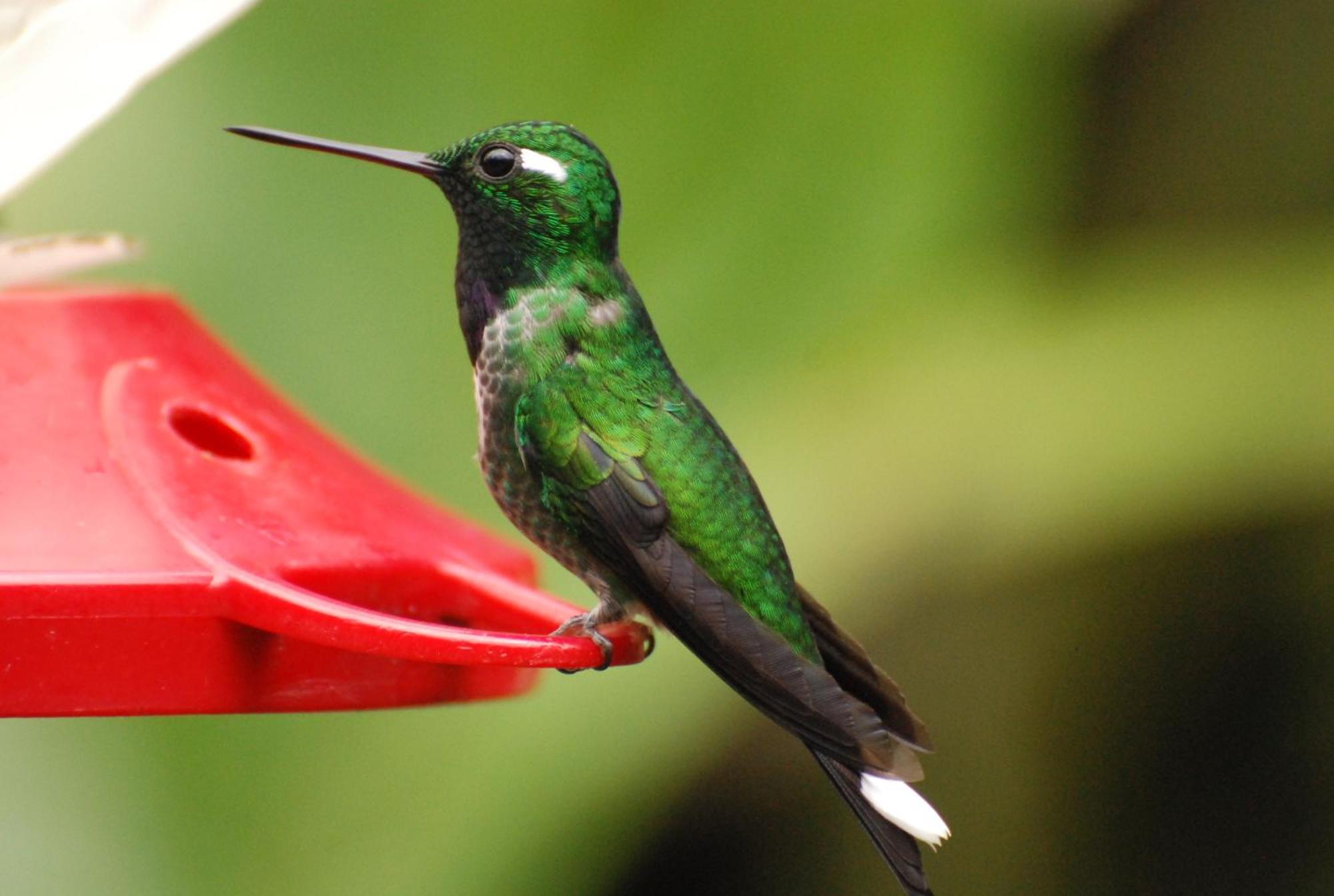 Bellavista Cloud Forest Lodge & Private Protected Area Tandayapa Екстериор снимка