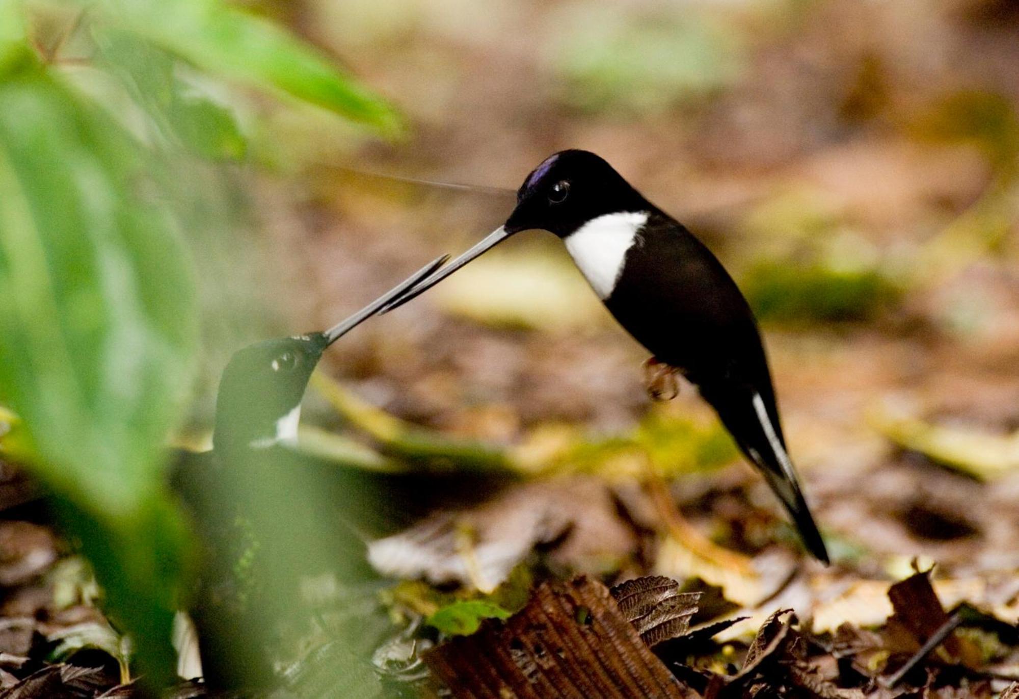 Bellavista Cloud Forest Lodge & Private Protected Area Tandayapa Екстериор снимка